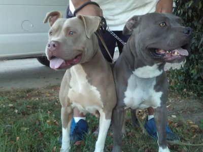 Extreme Urban Bully The Best Dame Dogs in The Midwest.