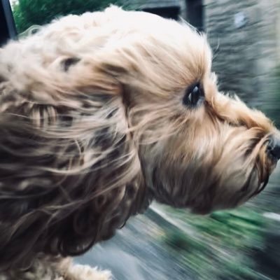 Flap62's profile picture. Ex RAF pilot, currently flying big busses. Interests include Second World War military history and beer