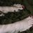 steph41b's profile image