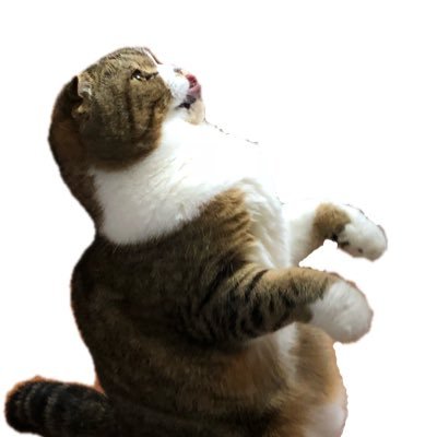たぬきしっぽのルン Tanuki Cat Run Twitter