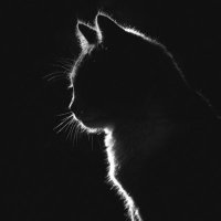. (@kelelelx) 's Twitter Profile