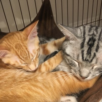 こじまるはな家 家猫修行中 Cojimaruhana Twitter
