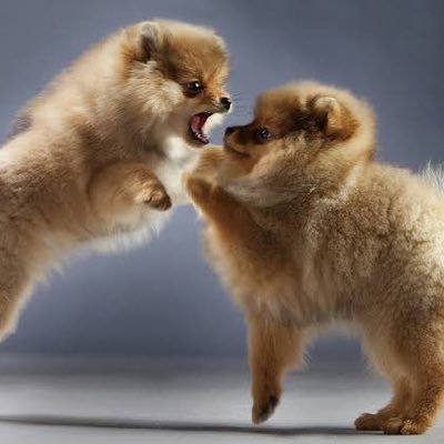 前世も今世も来世も俺はキムミンギュの犬です‼️😸パンパースはいいゾー‼️‼️‼️‼️😺