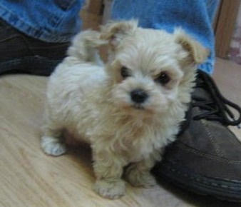 mama_dog's profile picture. 