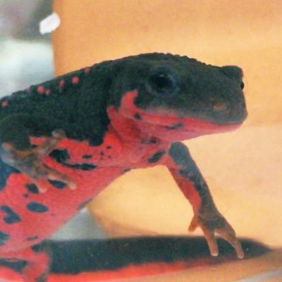 new_T_imori's profile picture. 生き物と機械の狭間に居たい