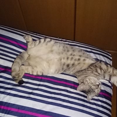 eGheSFGWlsCb2mN's profile picture. 高校生と中学生
陸上長距離をやってる息子たちを応援しています！