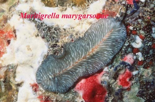 My profile picture is the flatworm Maritigrella marygarsonae, found in SE Queensland waters.