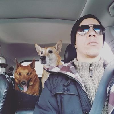 Dog walking, boarding, grooming in The Junction of Toronto and now in Bradford, ON.