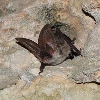 All about bats(@Bats_Chiroptera) 's Twitter Profileg