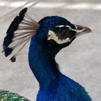 茉白 (@mofoceanblue) Twitter profile photo