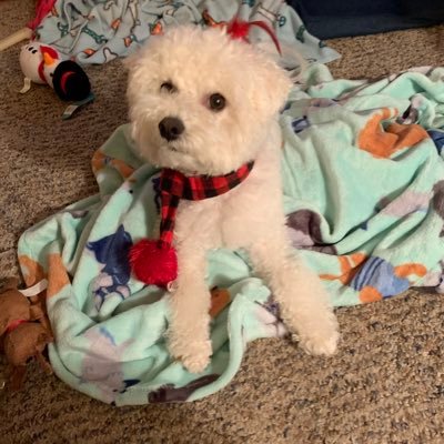 I’m a Retired Teacher and Bichon owner.