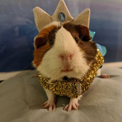 she/her/TinyTyrant. The cutest, sweetest, sassiest, naughtiest, Olympeeg Athletiest Guinea Peeg ever. Some idiots dumped me, but @bekamonster adopted me.