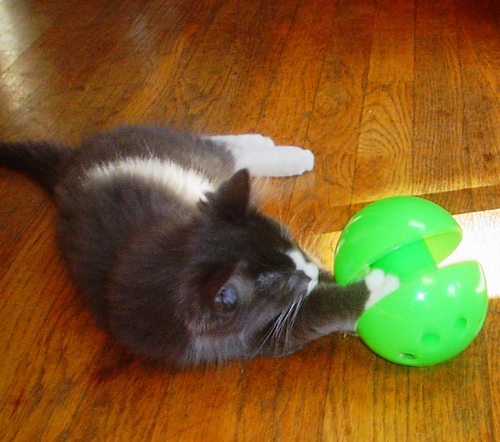 Bat-A-Rat is an innovative pet foraging feeding toy that provides hours of stimulation while dispensing food or treats to your cat or small dog.