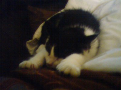 weirdingyouout's profile picture. not rly here just looking. following accounts to expand knowledge, not to endorse views