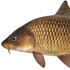 carpさんのプロフィール画像