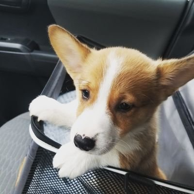 Corgi Puppy, Full of energy. Loves to bark.