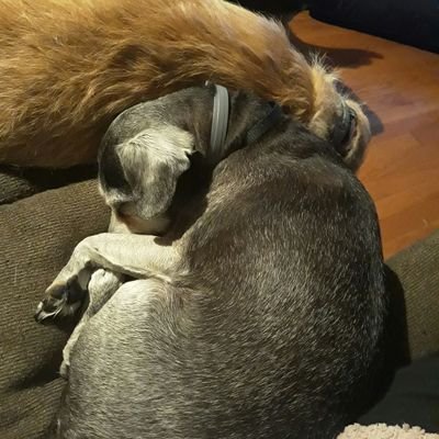 Tcomms1's profile picture. 