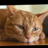 big_ear_cat's profile picture. 资深赵学研究家