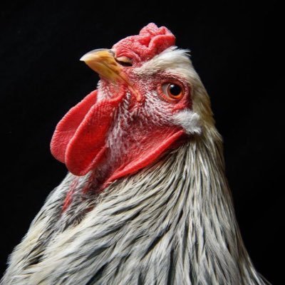 Twerwitawoo's profile picture. Is better than the average bear