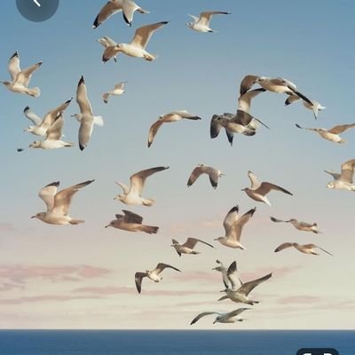 Vaccariog's profile picture.