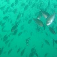 FishForward (@fishforward) Twitter profile photo