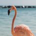 FLAMINGO73 (@flamingo73kari) Twitter profile photo FLAMINGO73 (@flamingo73kari) Twitter profile photo