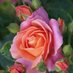 Roses for Winnie (@RosesforWinnie) Twitter profile photo