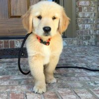 Puppy Love (@puppybehavior) 's Twitter Profile