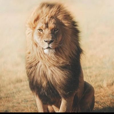 Ch_PMLN1's profile picture. !! منزلیں بہادروں کا استقبال کرتی ہیں✌️
بزدلوں کو تو راستے کا خوف مار دیتا ہے