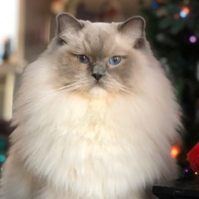 BeeBee527's profile picture. 7x Fall Guys Champion 👑