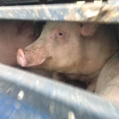 Bearing Witness To Animals Being Sent To Slaughter And Telling Their Story Of Suffering To The World To Help People Go Vegan.