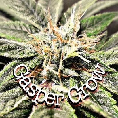 CBD plant grower. CBD or Cannabidiol is a type of cannabinoid derived from cannabis, a chemical naturally found in marijuana plants.
21+