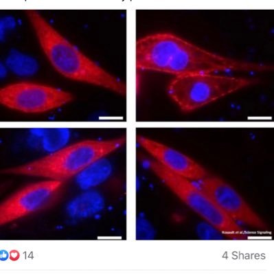 Our lab focuses on the regulation of energy and glucose homeostasis. views are my own.