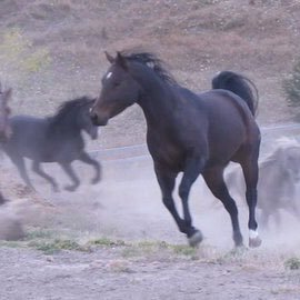 Mom and wife, horses have always been part of my life, thankful to be able to have them, life isn’t perfect but our cats and dogs and horses think they are :)