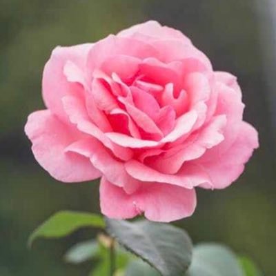 munirah_1988's profile picture. اللهم ارحم والدي كما ربياني صغيرا💐