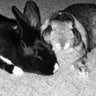 VeganWhite1's profile picture. vegan for the animals, vegan for life, animal activist, animal liberation