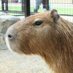 @capybara_land