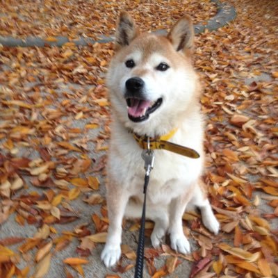 coal_mine2001's profile picture. 広島出身仙台経由神戸在住のpopper ストリートもA-popも頑張る 00’