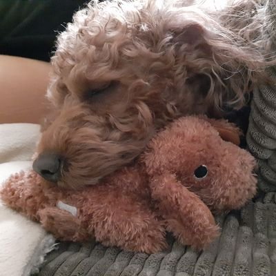 Acekubo's profile picture. よぼよぼのおじいちゃんイカくコ:彡