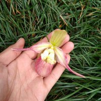 anonim an sich (@finuaz) 's Twitter Profile Photo