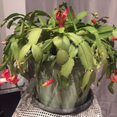 PouyChristelle's profile picture. Rien