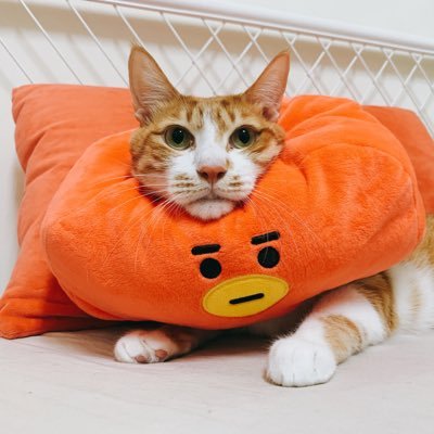 DayDay20130405's profile picture. 台灣🇹🇼2324EN🌈喜歡什麼就轉推什麼🦦天安門事件