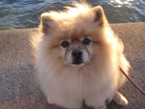 windchaser333's profile picture. kite flying, recumbent riding, bamboo flute blowing, longboard skating, geek gurl