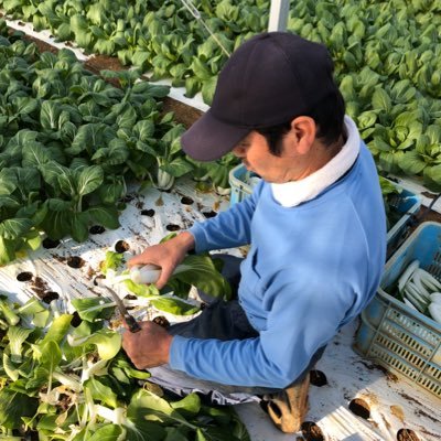 浜松のチンゲン菜農家/パクチョイをメインに採れたて野菜の農家ご飯や農家の日常を紹介していきます Instagramの更新率高めです。レシピ紹介も🥬 パクチョイに反応するアカウントです。突然失礼します🙇‍♀️