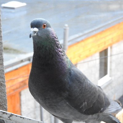 Birds, birds, birds. Pigeon lady.