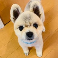 ใใซ (@sora0625mama) 's Twitter Profile Photo ใใซ (@sora0625mama) 's Twitter Profile Photo