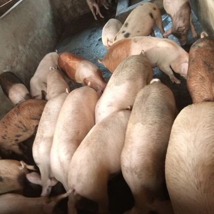 Abob_Alben's profile picture. 