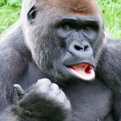 t6Q4Gzb5Z7g0KMF's profile picture. 