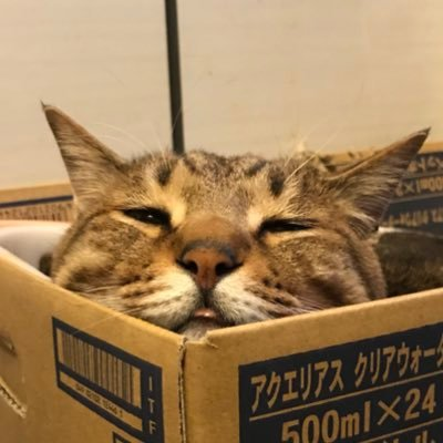 ALLISA🌗🐈‍⬛×3さんのプロフィール画像