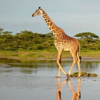 Visit Tanzania (@visittanzania1) 's Twitter Profile Photo Visit Tanzania (@visittanzania1) 's Twitter Profile Photo